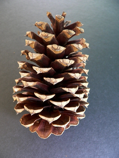 {Pinus taeda}